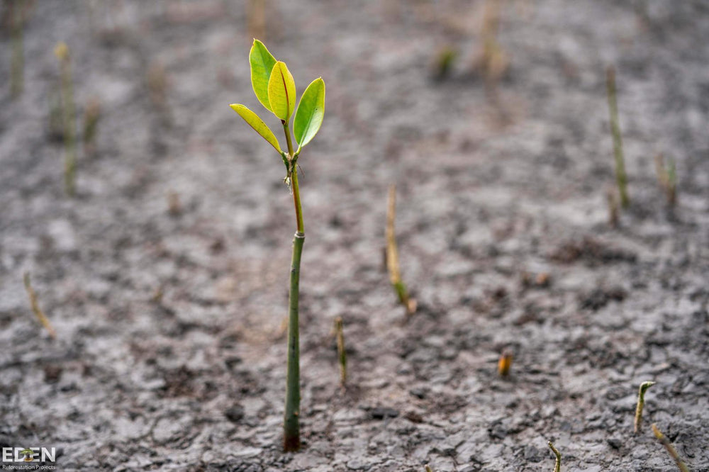 Plantar 10 árboles con Eden Reforestation Projects